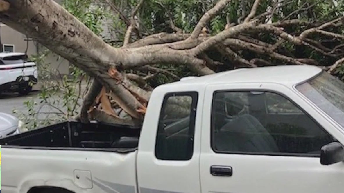 Storm downs trees in San Francisco